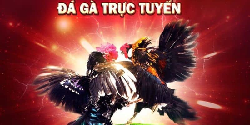 New88 - Trang đá gà trực tuyến hàng đầu Châu Á