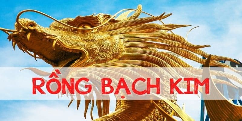 Bật mí đôi nét cơ bản về Rồng bạch kim